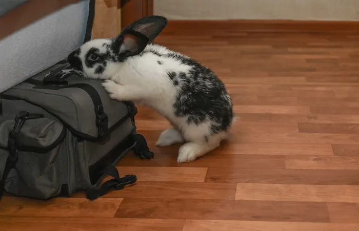Indoor rabbit at home