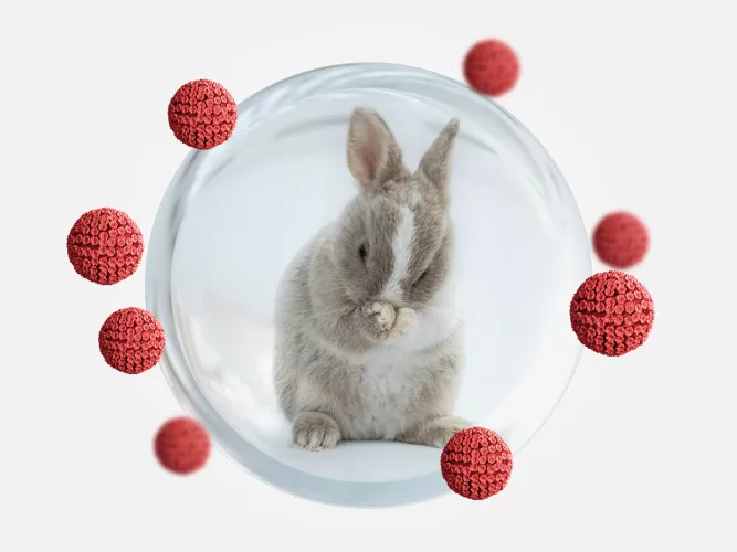 protected rabbits