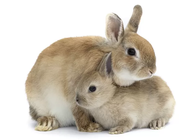 rabbit with mother