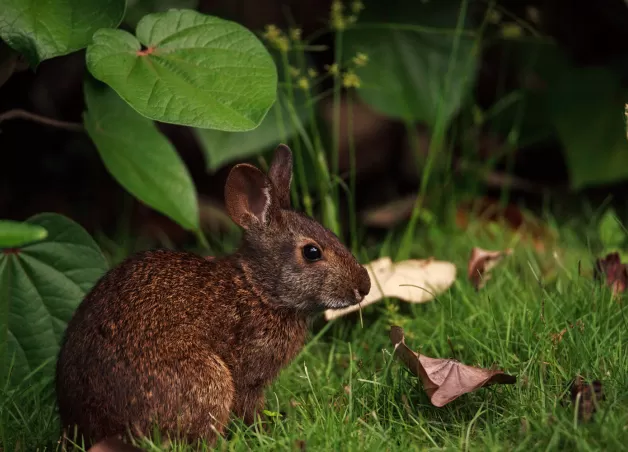 Marsh Rabbit Sylvilagus Palustris