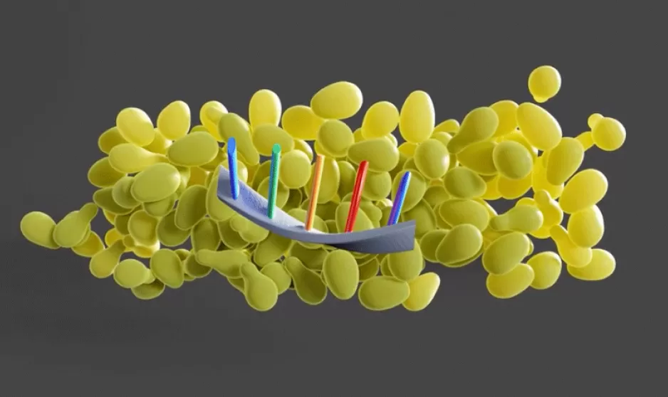 Yeast DNA