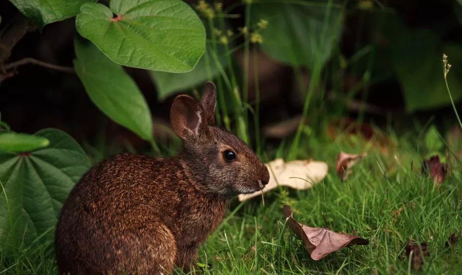 Marsh Rabbit Sylvilagus Palustris